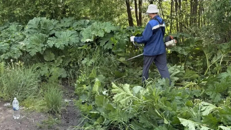 В пригороде Казани от борщевика обработают свыше 343 гектаров зараженных территорий В пригороде Казани от борщевика обработают свыше 343 гектаров зараженных территорий