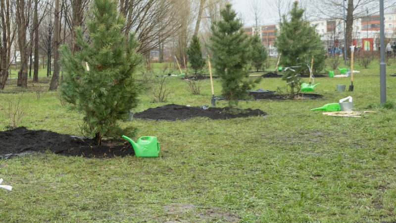 В парках и скверах Казани в этом году высадили 190 саженцев сибирских кедров В парках и скверах Казани в этом году высадили 190 саженцев сибирских кедров