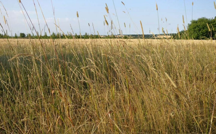 За утрату урожая озимых застрахованные аграрии получили за последние два сезона 6,5 млрд рублей