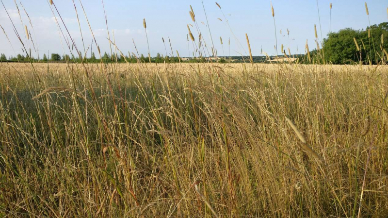 За утрату урожая озимых застрахованные аграрии получили за последние два сезона 6,5 млрд рублей